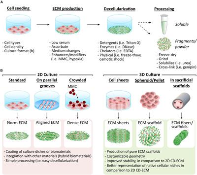 Frontiers | Cell-Derived Extracellular Matrix For Tissue Engineering ...